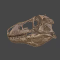Ancient Dinosaur Skull Fossil With Sharp Teeth And Detailed Bone Structure 3d model