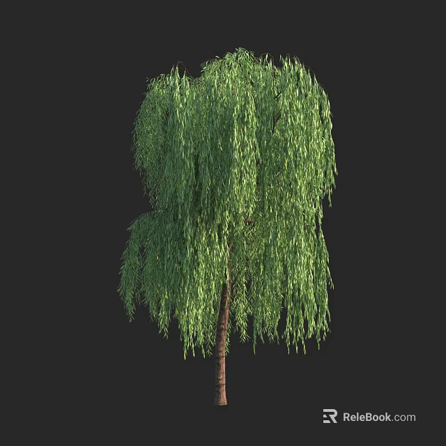 Willow Tree with Green Drooping Leaves and Brown Trunk Isolated on Black Background 3d model 