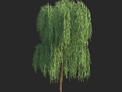 Willow Tree with Green Drooping Leaves and Brown Trunk Isolated on Black Background 3d model