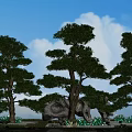 Tall Trees With Lush Green Foliage Under Blue Sky White Clouds Stones And Grassy Area