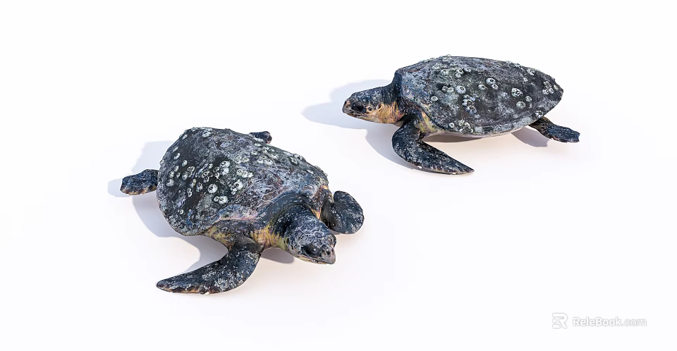 Two Sea Turtles With Spotted Shells And Flippers As Aquatic Animals In View 3d model 