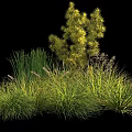 Lush Green Shrub with Clustered Grasses and Varied Plant Foliage in Natural Landscape