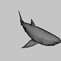 Realistic Shark 3D Model With Open Mouth Sharp Teeth And Gray Body 3d model