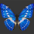 Beautiful Blue Butterfly With White Spots And Spread Wings On Gray Background Reflection
