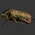 Shiny Brown Beetle With Textured Body Green Legs And Reflective Surface