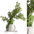 Decorative Bonsai Plant With Lemon Fruits In Face Shaped Pot And Green Foliage