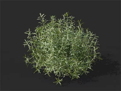 Green Herb Plant With Slender Leaves And Round Shape On Black Background 3d model