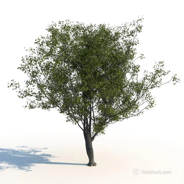 Deciduous Tree With Dense Green Foliage And Sturdy Trunk In Isolated View 3d model