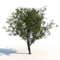 Deciduous Tree With Dense Green Foliage And Sturdy Trunk In Isolated View 3d model
