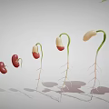 Bean Seed Germination Process Showing Growth Stages With Roots And Leaves