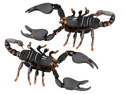 Two Black Reptiles With Large Pincers And Curved Tails On White Background 3d model