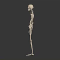 Human Skeleton Showing Detailed Arms Legs And Anatomical Bone Structure 3d model