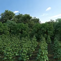 Garden Landscape With Lush Trees Low Shrubs Green Plants Blue Sky And White Clouds
