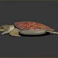 Realistic Sea Turtle With Red Textured Shell And Orange Brown Flippers 3d model