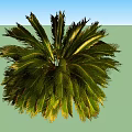 Twin Healthy Tropical Arbor Featuring Lush Green Feathery Fronds And Vibrant Foliage