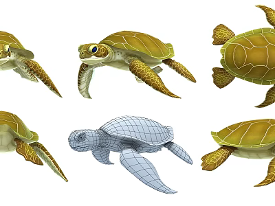 Sea Turtles Aquatic Animals 3D Models with Different Poses and Renderings 3d model