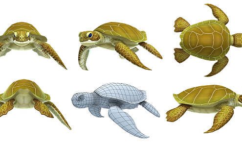 Modern Turtle 3d model