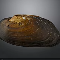 Detailed Brown Shell Structure Resembling Organ With Hair Like Texture Features