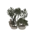 Natural Fresh Garden Decor With Olive Trees Large Leafy Plants In White Pots