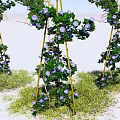 Climbing Plants With Purple Flowers On Bamboo Frames Over Green Grass And Blue Sky