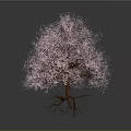 Lush Vibrant Pink Flowering Tree With Blooming Branches Against Gray Background