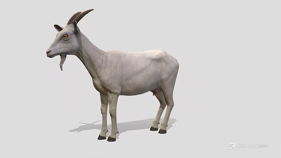 Realistic White Goat With Curved Horns And Beard Standing On Neutral Background 3d model 