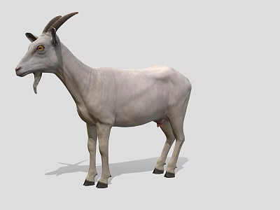 Realistic White Goat With Curved Horns And Beard Standing On Neutral Background 3d model