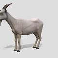 Realistic White Goat With Curved Horns And Beard Standing On Neutral Background