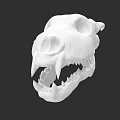 Detailed Reptile Skull 3D Model in White Color Against Black Background