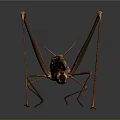 Detailed Brown Grasshopper Isolated on Gray Gradient Background with Reflection
