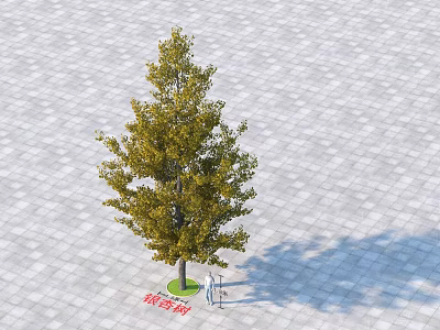 Ginkgo Tree With Yellow Leaves Growing On Paved Ground With Person Standing Under 3d model