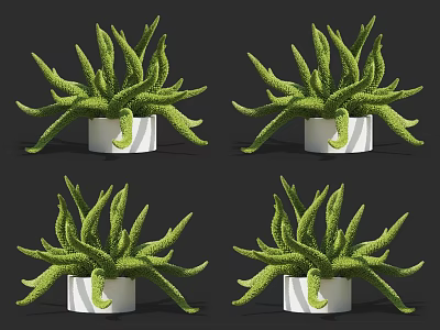 Green Succulent Plants In White Decorative Pots Four Different Arrangements 3d model