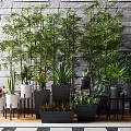 Indoor Potted Green Plants Display With Stone Wall Background And Wooden Floor