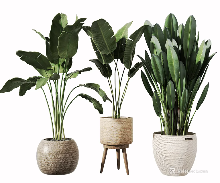 Large Leafy Indoor Decorative Potted Plants With Woven Textured And Hexagonal Pots 3d model 