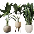 Large Leafy Indoor Decorative Potted Plants With Woven Textured And Hexagonal Pots