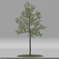 Green Leafy Arbor Tree With Straight Brown Trunk And Grass Base On White Background 3d model