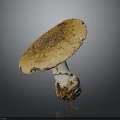 Fresh Wild Mushroom with Brown Spotted Cap White Stem and Soil Base
