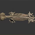 Animal Skeleton in Standing Posture with Detailed Bone Structure on Gray Background and Reflective Surface 3d model