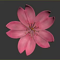 Pink Flower With Large Petals And Orange Stamens On Dark Background With Reflection