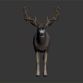 Brown Buck With Large Antlers Standing On Black Background Showing Reflection 3d model