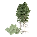 Plants Trees Long Trees Green Plants 3d model