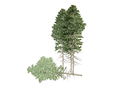 Standing And Fallen Pine Trees With Lush Green Foliage In Isolated Environment 3d model