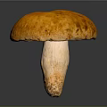 Fresh Whole Orange Mushroom Featuring Vibrant Cap and Smooth Firm Stem