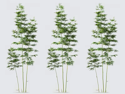 Tall Green Bamboo Plants with Lush Leaves for Indoor Outdoor Decoration 3d model