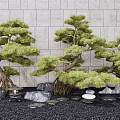 Japanese Garden Courtyard with Bonsai Pines Stone Wall Black Gravel Stones and Small Stone Table