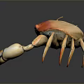 Red Orange Shell Crab With White Claws And Legs Marine Aquatic Animal