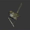Standing Bird Taxidermy with Light Brown Feathers and Orange Beak on Gray Background
