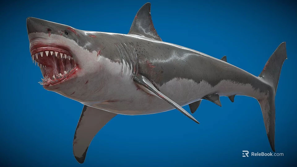 Great White Shark With Open Mouth Sharp Teeth On Blue Background 3d model 
