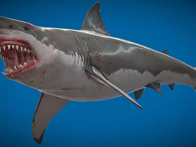 Great White Shark With Open Mouth Sharp Teeth On Blue Background 3d model