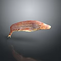 Aquatic Fish With Long Body Red And Yellow Stripes On Gray Gradient Background With Reflection